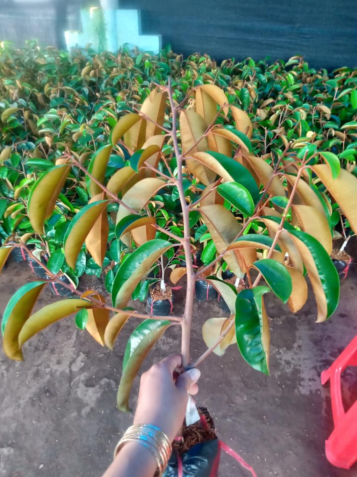 Câu VÚ SỮA TÍM MICA GHÉP HÀNG CHOAI (tem chuẩn giống)