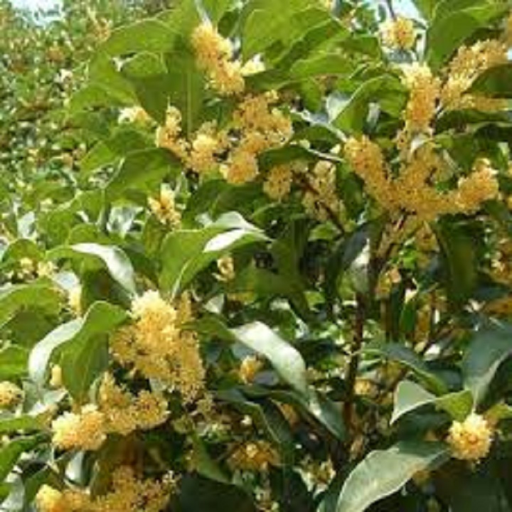 CÂY MỘC HƯƠNG TA HOA VÀNG