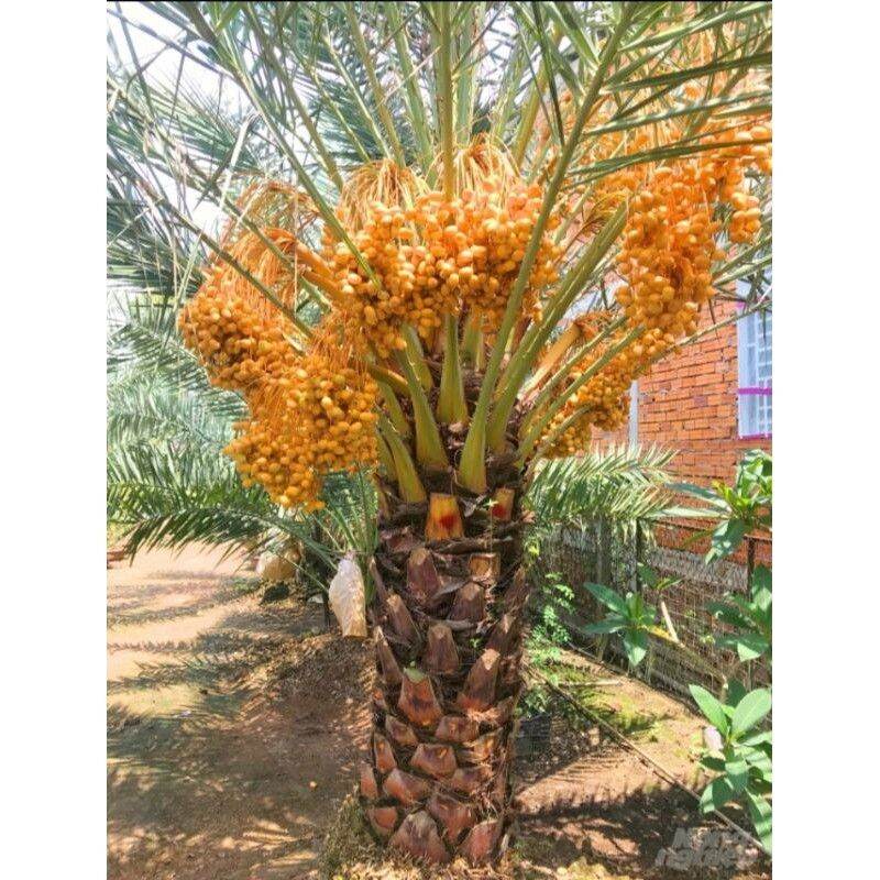 Cây chà là giống 3 tháng tuổi (cao 40cm cây phát triển tốt)