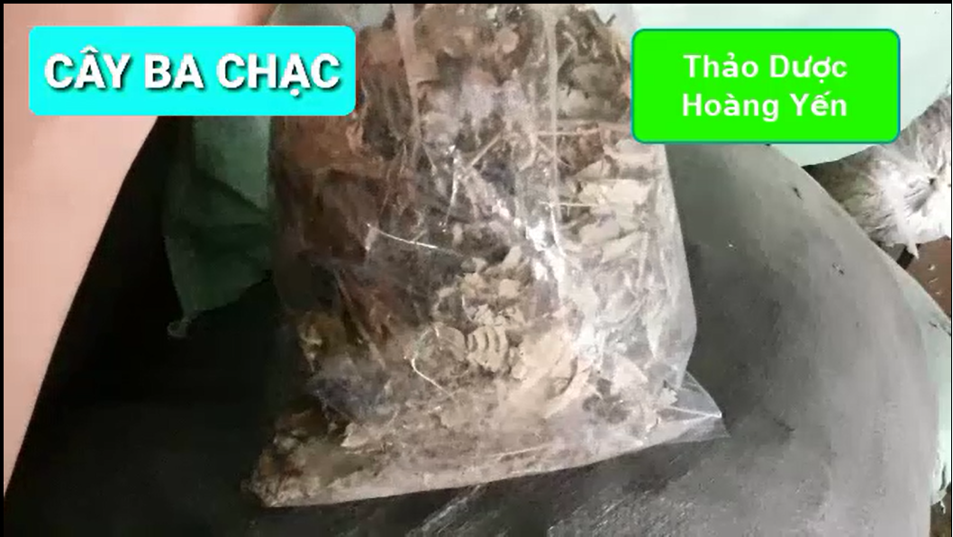 1kg cây ba chạc khô (thân + lá)