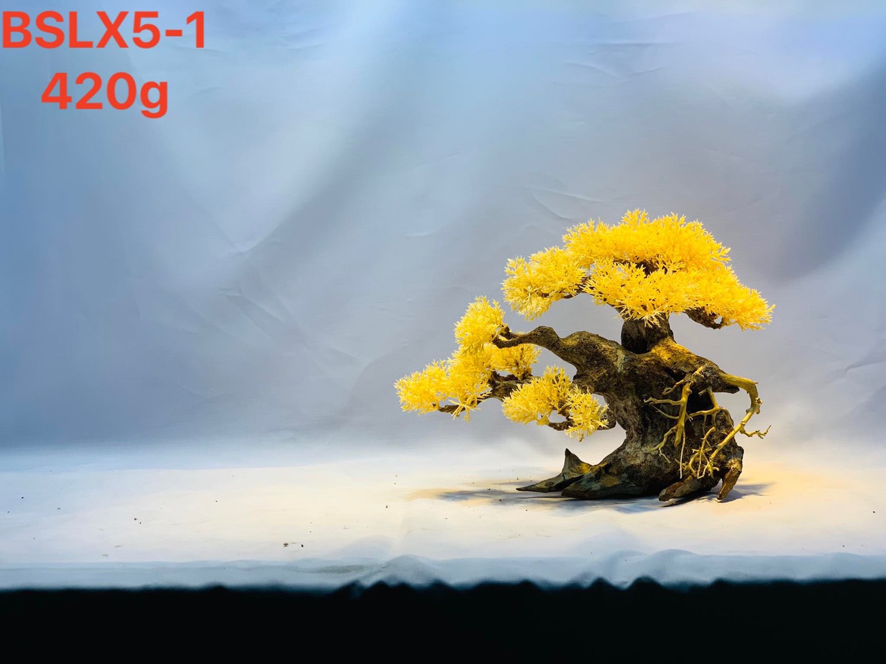 Gỗ lũa thủy sinh _ BSLX5 Driftwood bonsai_20 x25 (cm) _Cây gỗ lũa bonsai dáng đổ (Có 6 loại: Tán xương, tán gỗ, Bông Tùng xanh, Bông Tùng đỏ, Tùng Cam, Tùng màu kem)
