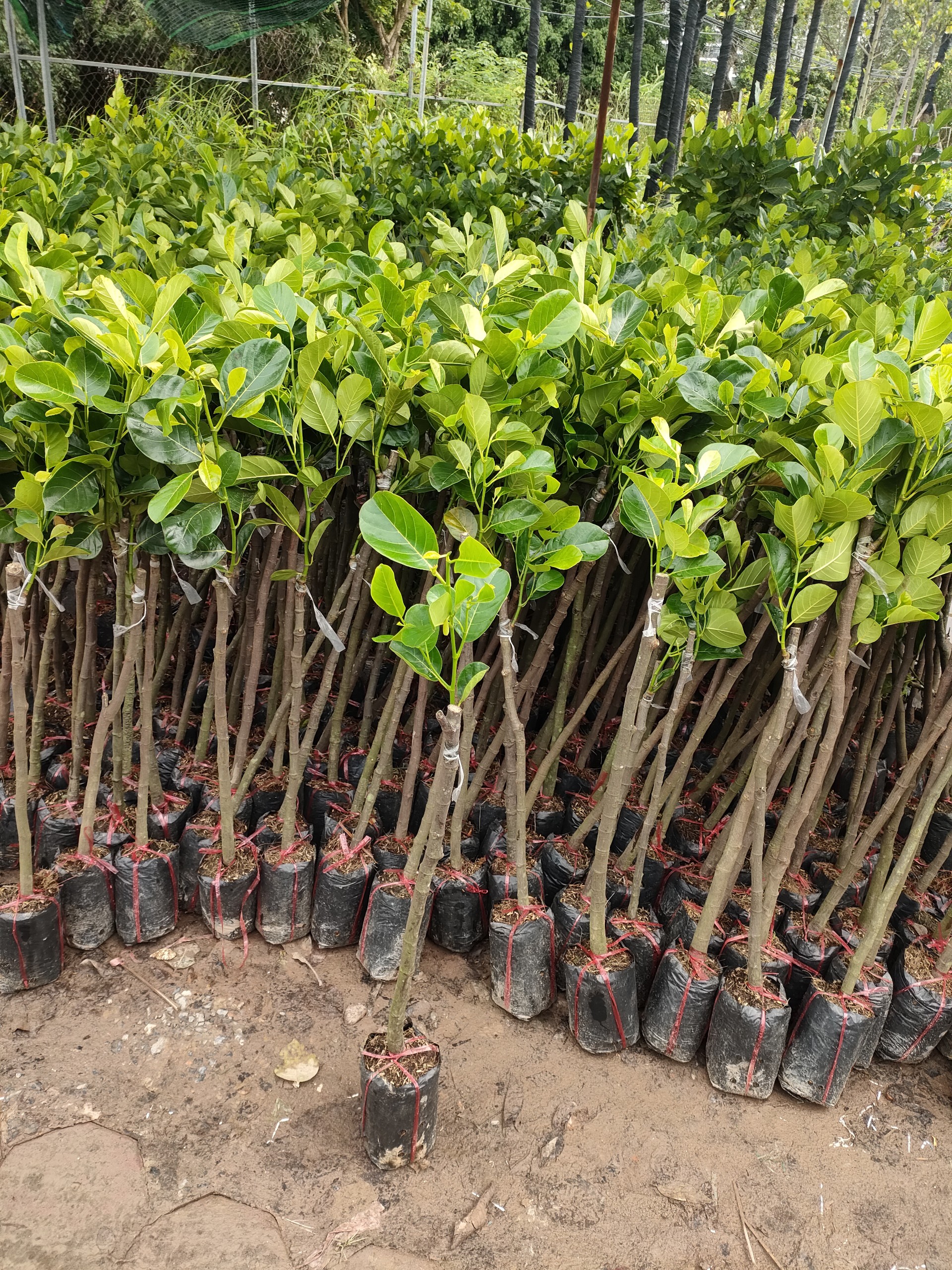 CÂY MÍT THÁI - CHUẨN GIỐNG F1( CÂY CAO 60-70CM)