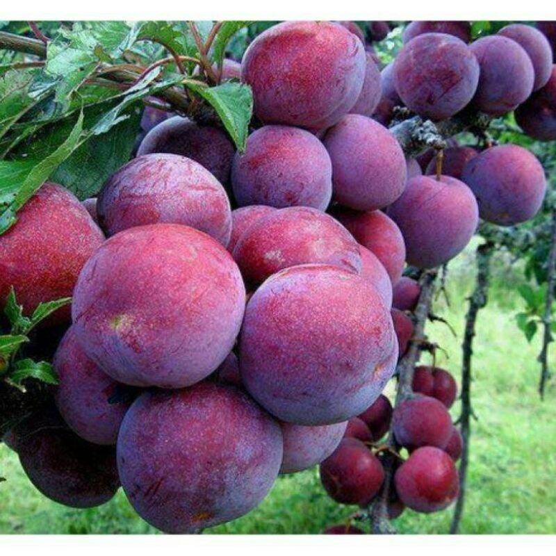 CÂY GIỐNG MẬN HẬU GHÉP