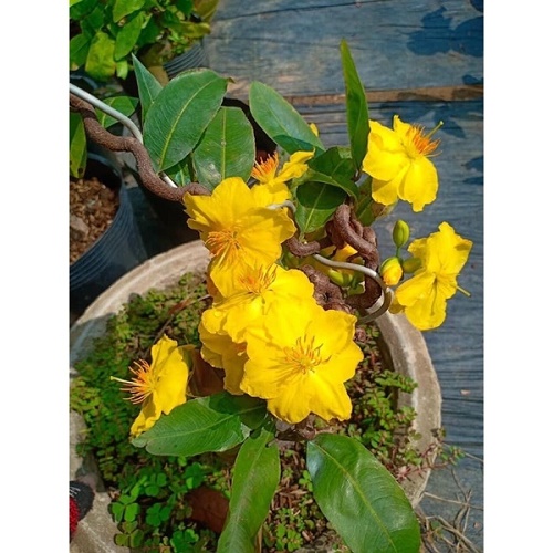 Mai Vàng Đại Lộc Bonsai (Hoa Tết 2022)