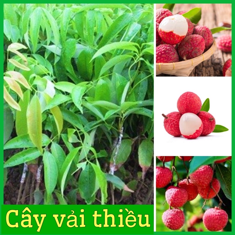 Cây giống vải thiều siêu trái ngọt lịm hạt lép ghép cành