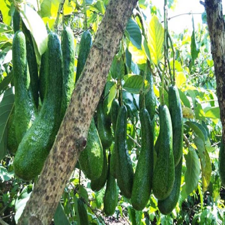 CÂY GIỐNG BƠ SÁP 034
