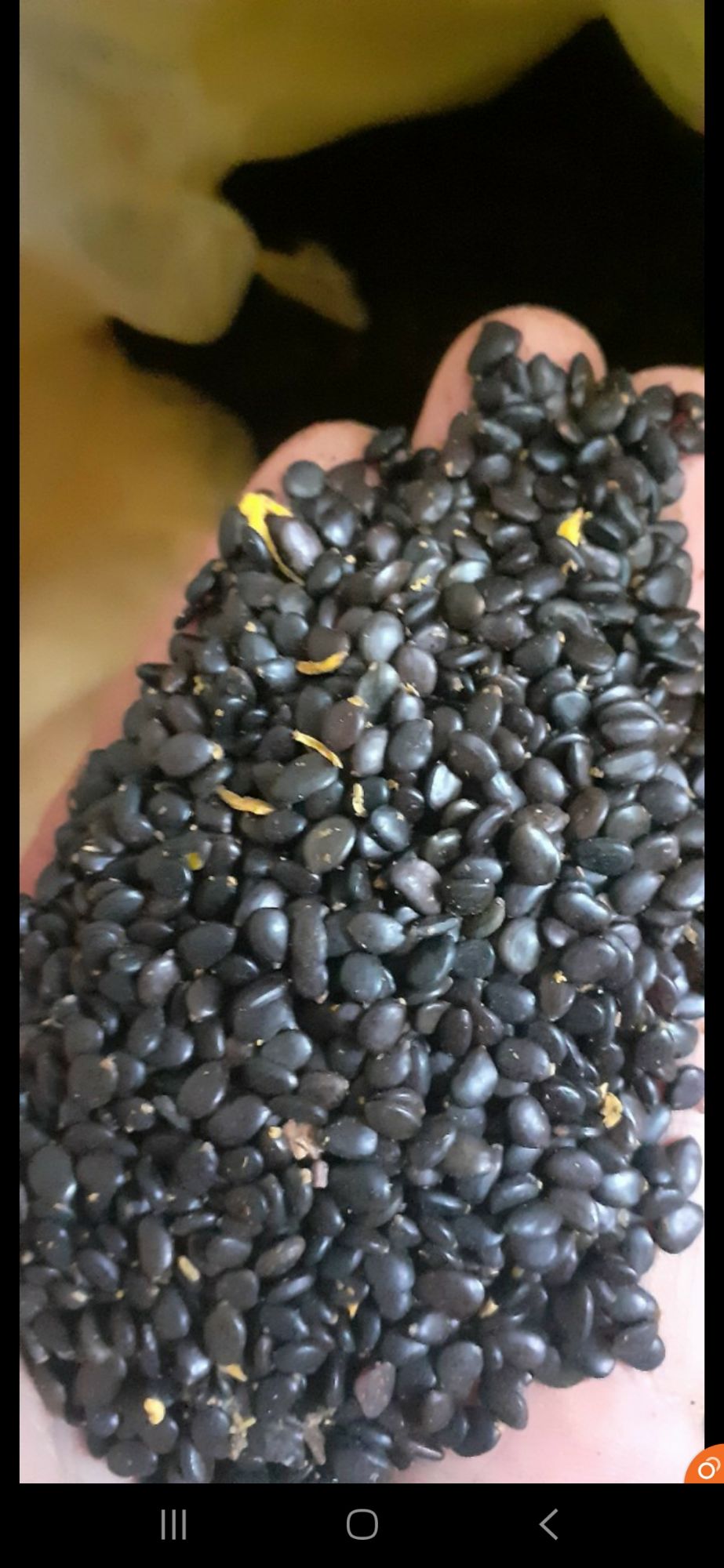 500 gram hạt giống keo lai