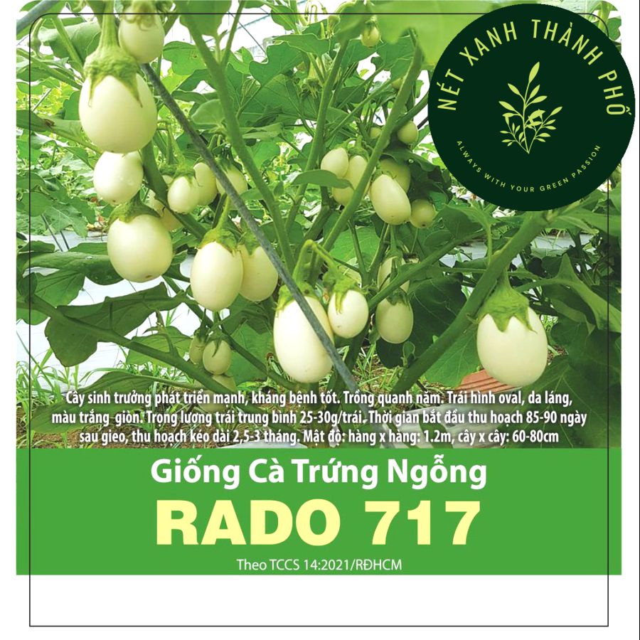 [GIAO HÀNG 2 GIỜ] Hạt giống cà trứng ngỗng