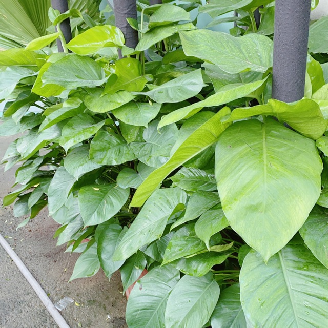 Trầu bà leo size đại