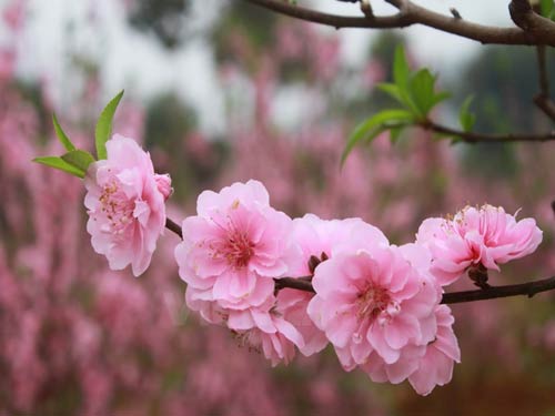 Hạt Giống Hoa Anh Đào 10 Hạt