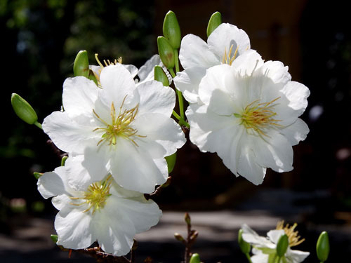 BẦU CÂY GIỐNG HOA MAI TRẮNG SIÊU ĐẸP