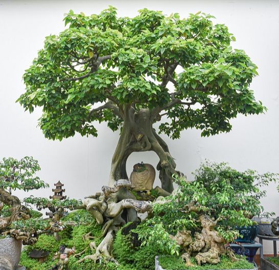 Hạt giống cây bồ đề ấn độ - 1 gói 1gram 9100 hạt)