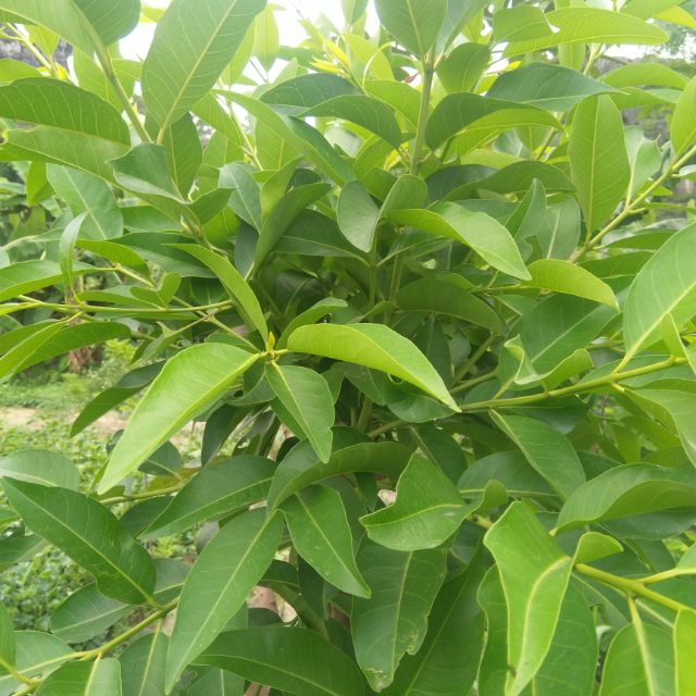 Cây vối nếp Giống chuẩn .