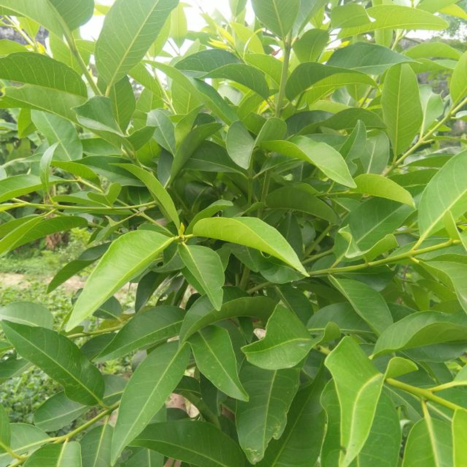 Cây vối giống. [ cây giống chuẩn đẹp, cao, lá xum xuê ].