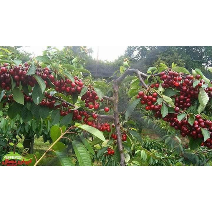 10 Hạt Giống Quả Cherry Đỏ Sai Quả