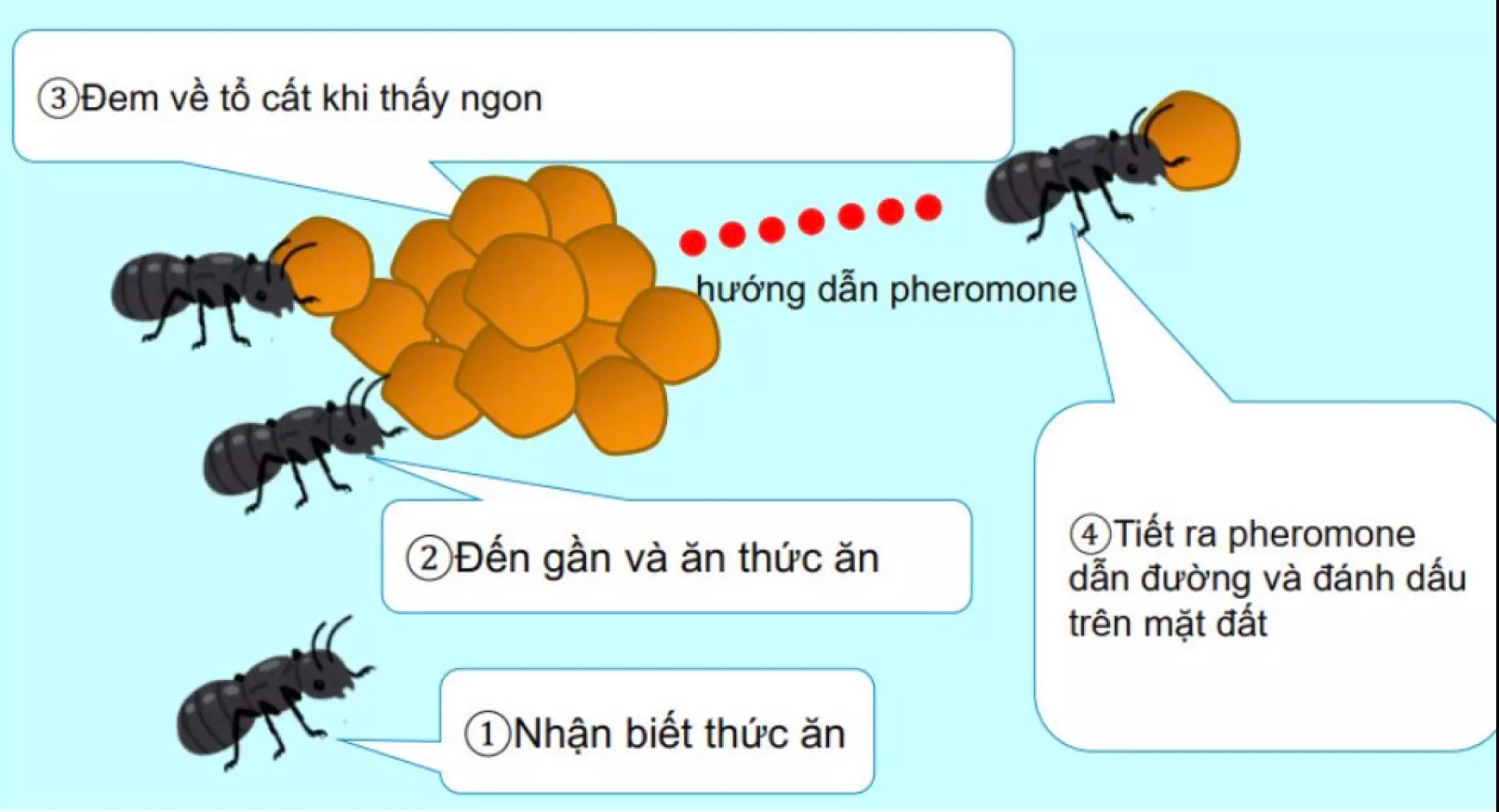 Mồi Diệt Kiến ARS ANT KILLER2 (Diệt Tận Gốc Cả Tố Kiến)