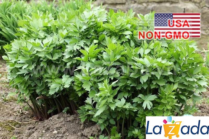 [HCM]BỘ 5GÓI 50h Hạt Giống Cần Núi Lovage (B3.204| C26*X42)