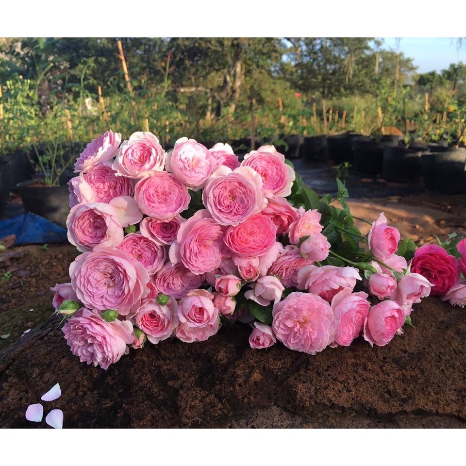 Cây hoa hồng quế kép hoa siêu xinh