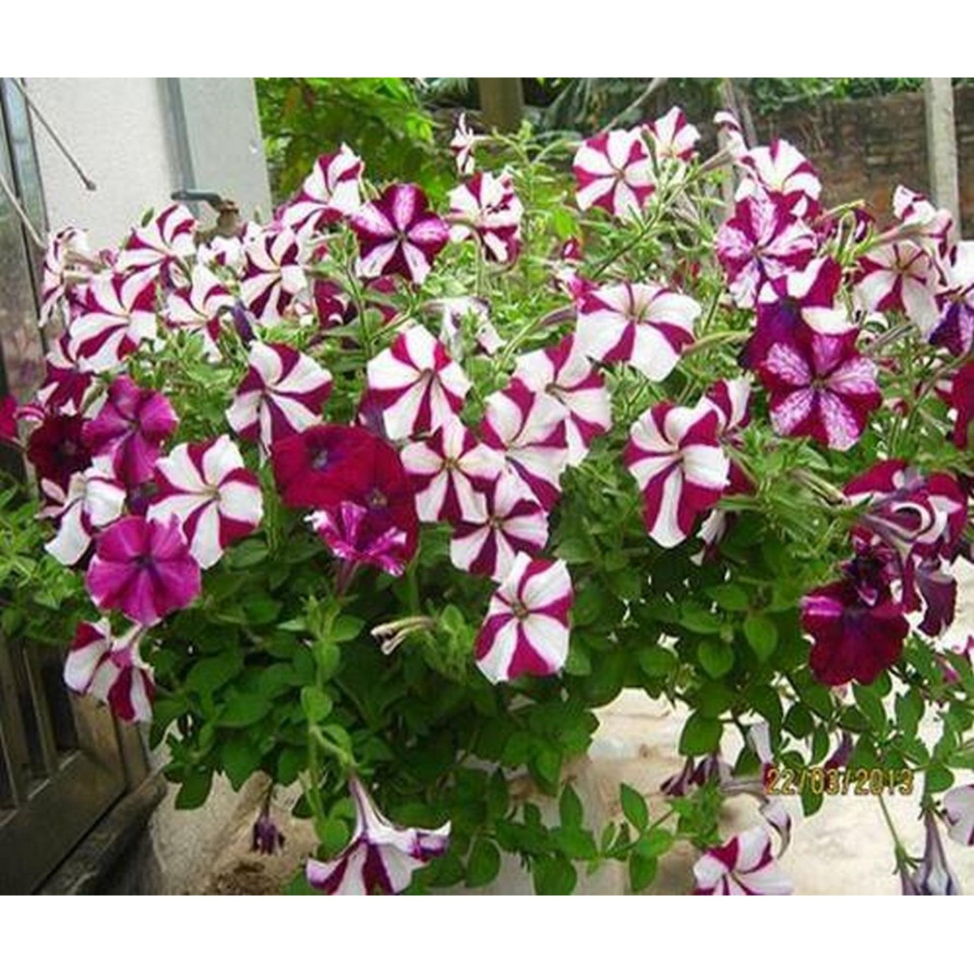 50 Hạt giống Dạ yến thảo sọc mix (tặng Kích nẩy mầm, Hướng dẫn ươm)