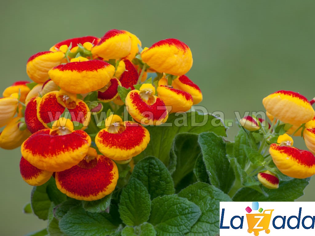 50h Hạt Giống Hoa Huyền Sâm Bông To Mix (TLB1| -KD: B36*V22*M203)