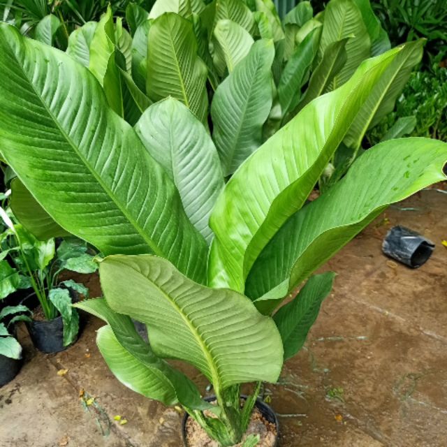 Giá Gốc - Đại Phú Gia 1m