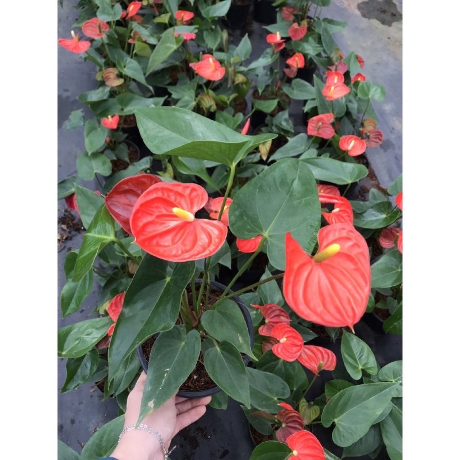 Cây hồng môn để bàn