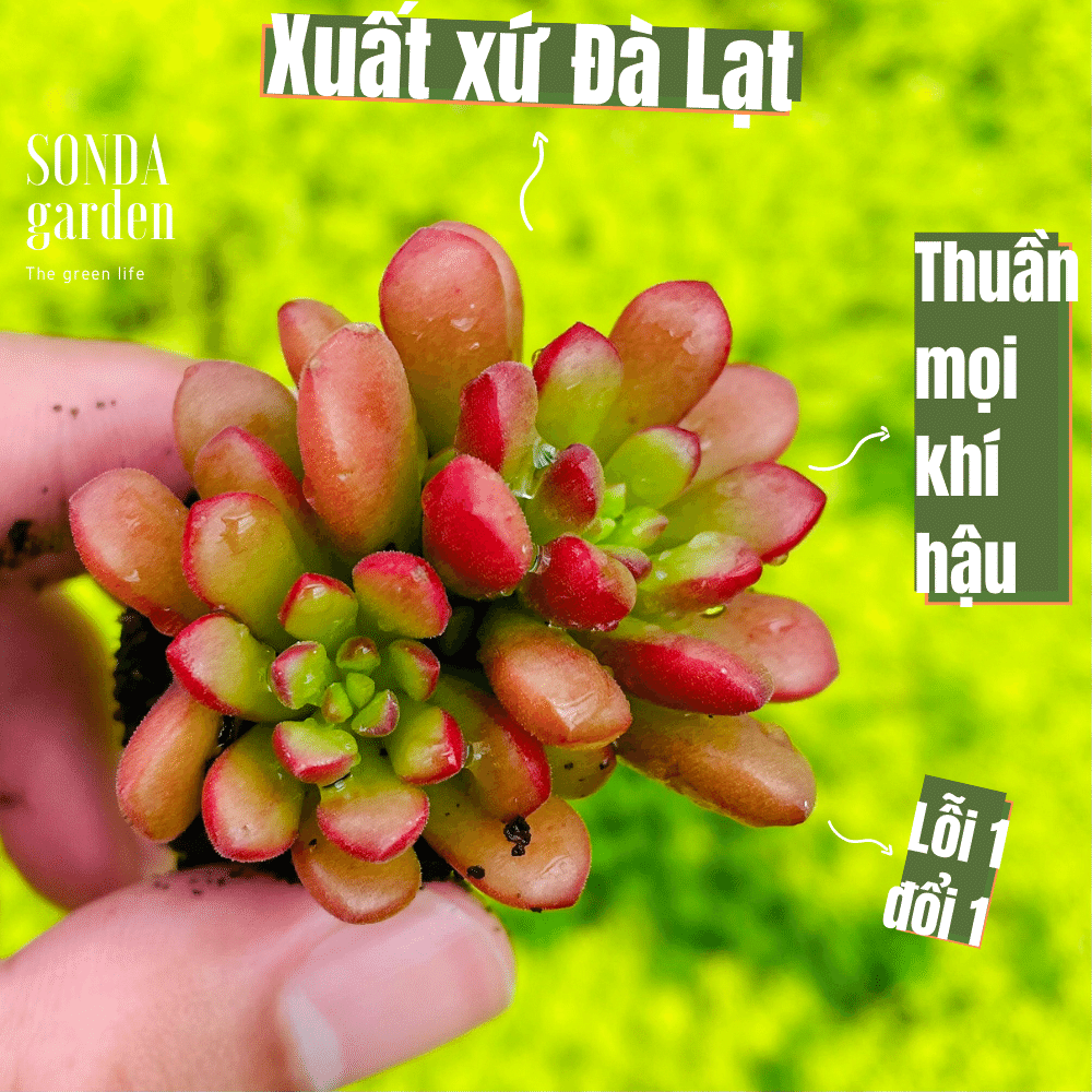 Sen đá sedum cam mini siêu khỏe đẹp lỗi 1 đổi 1