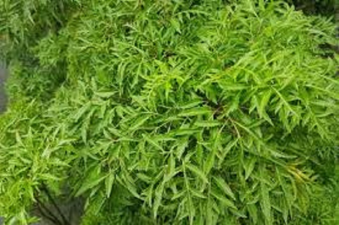 Lá Đinh Lăng Sấy Khô Loại 1kg