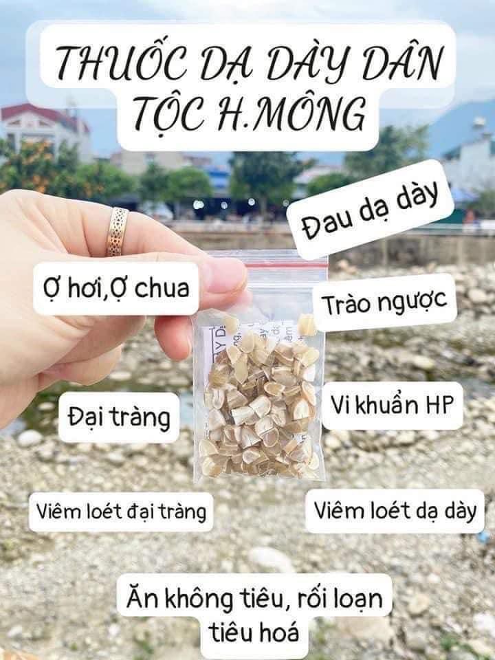 Hạt sang rừng hạt sành hạt già lõi trắng
