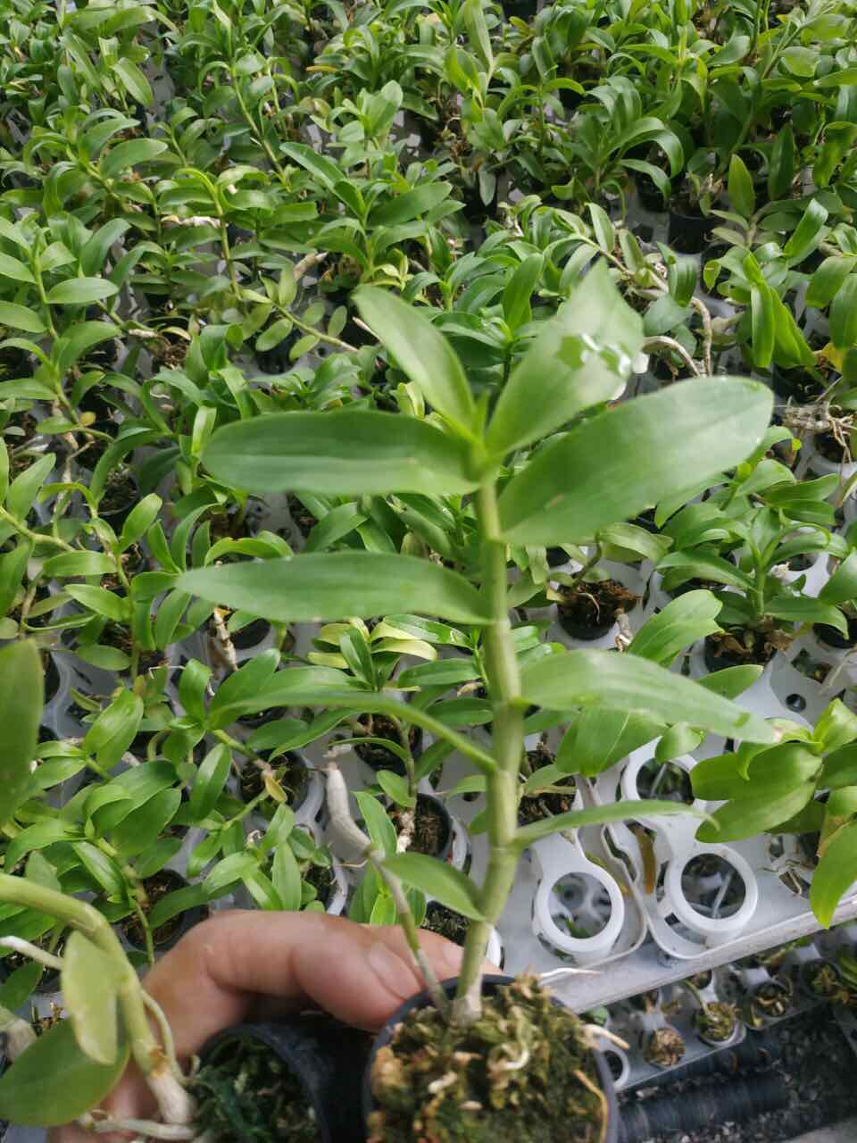 Lan Phi Điệp 5 CT Phú Thọ Cây 7CM
