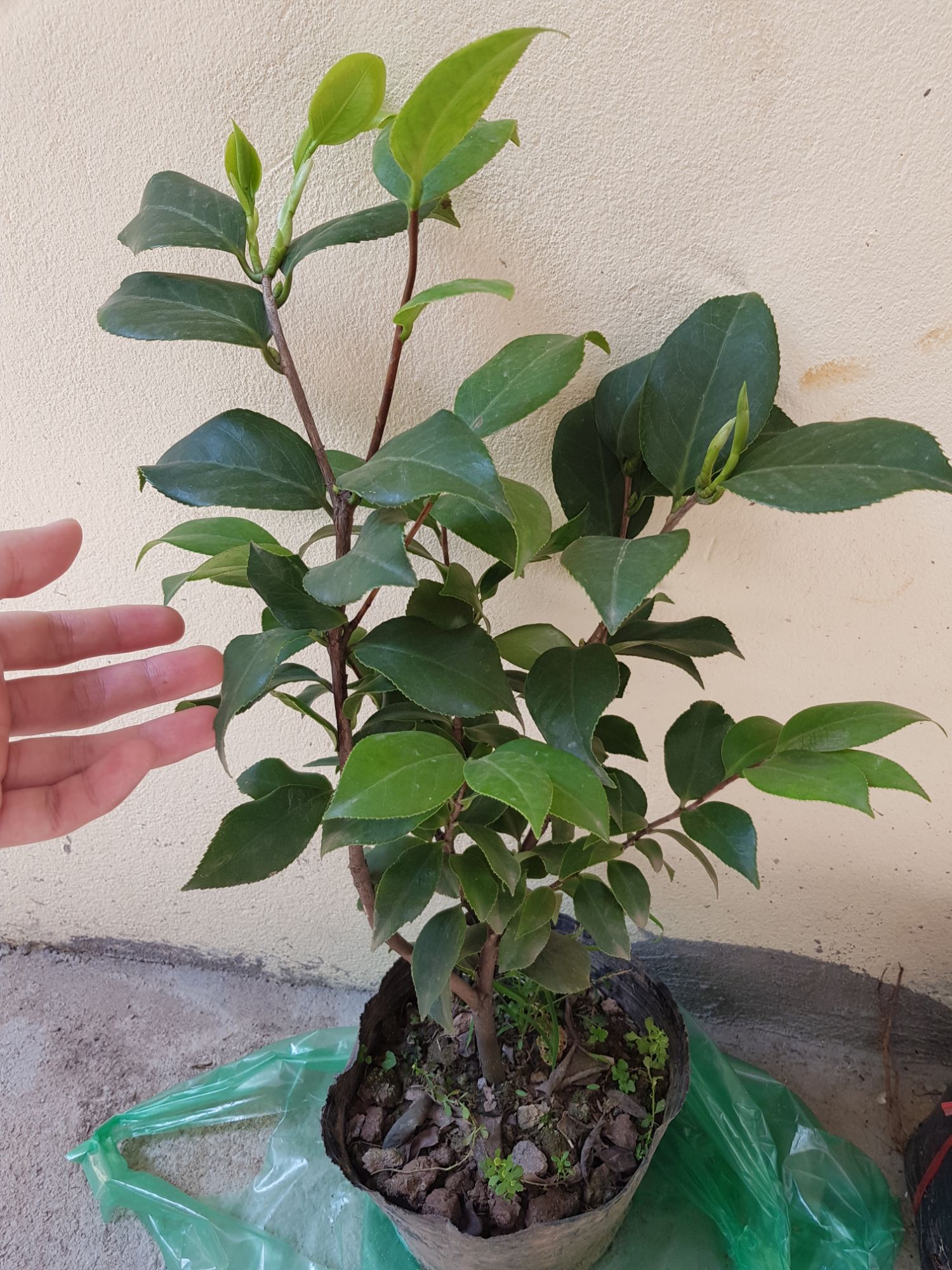 Cây giống hoa trà my tứ quý