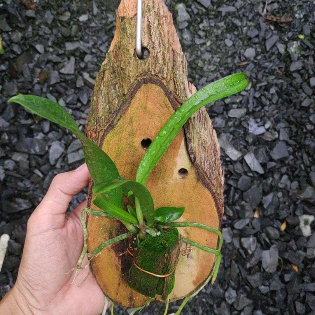 Lan Brass ghép bảng ( Lan Nữ hoàng bóng đêm)