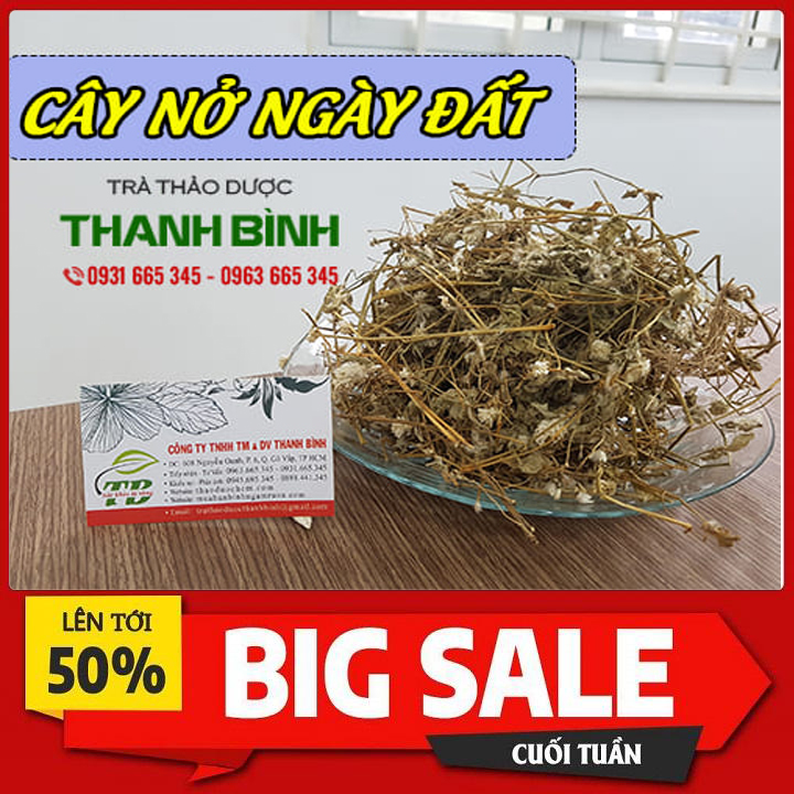 Cây Nở Ngày Đất 500G Khô Loại Đặc Biệt - Đông Y Thanh Bình