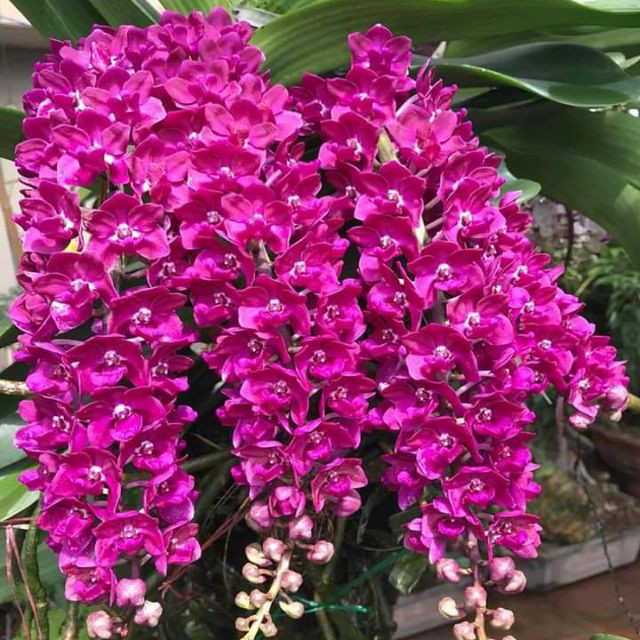 Hoa Phong Lan Nghinh Xuân Đỏ Cây To Khủng