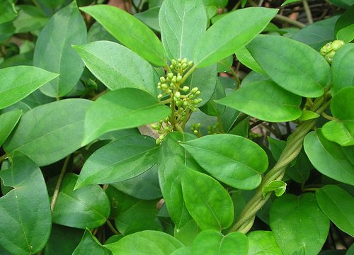 Cao Thìa Canh Thảo Dược Đặc Sản Sapa (Lọ 200gram) - Đặc Sản27