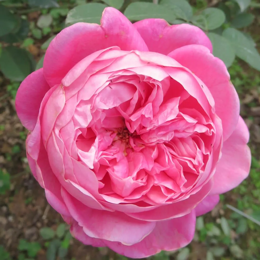 BẦU CÂY GIỐNG Hoa hồng cổ Sapa – Hoa hồng rực rỡ xứ Tây Bắc, bầu cây giống hàng dâm cành từ nguyên bản cây mẹ