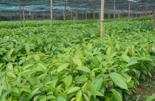 (GIÁ SỐC) Combo 10 Cây Quế giống