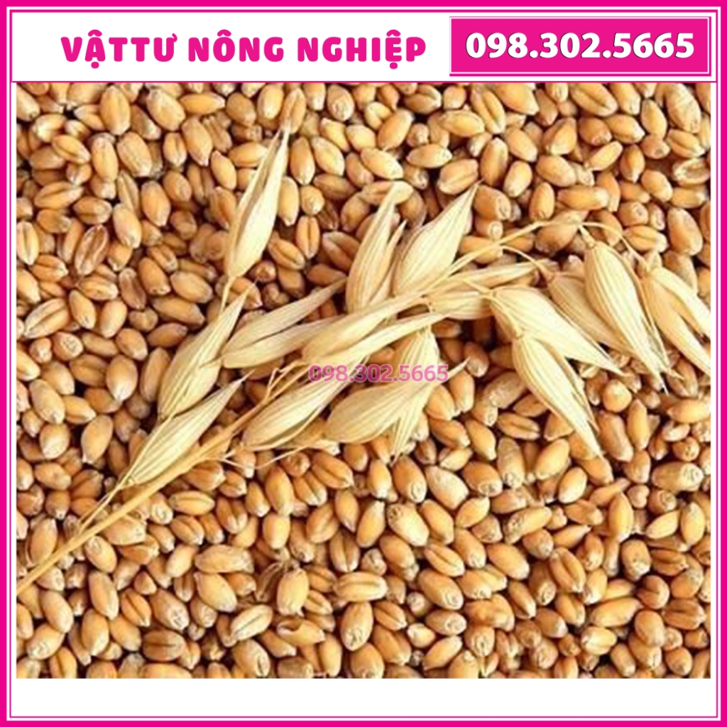 1kg Hạt giống mầm lúa mì, mầm lúa mạch giàu dinh dưỡng, giúp giảm cân, tăng sức đề kháng