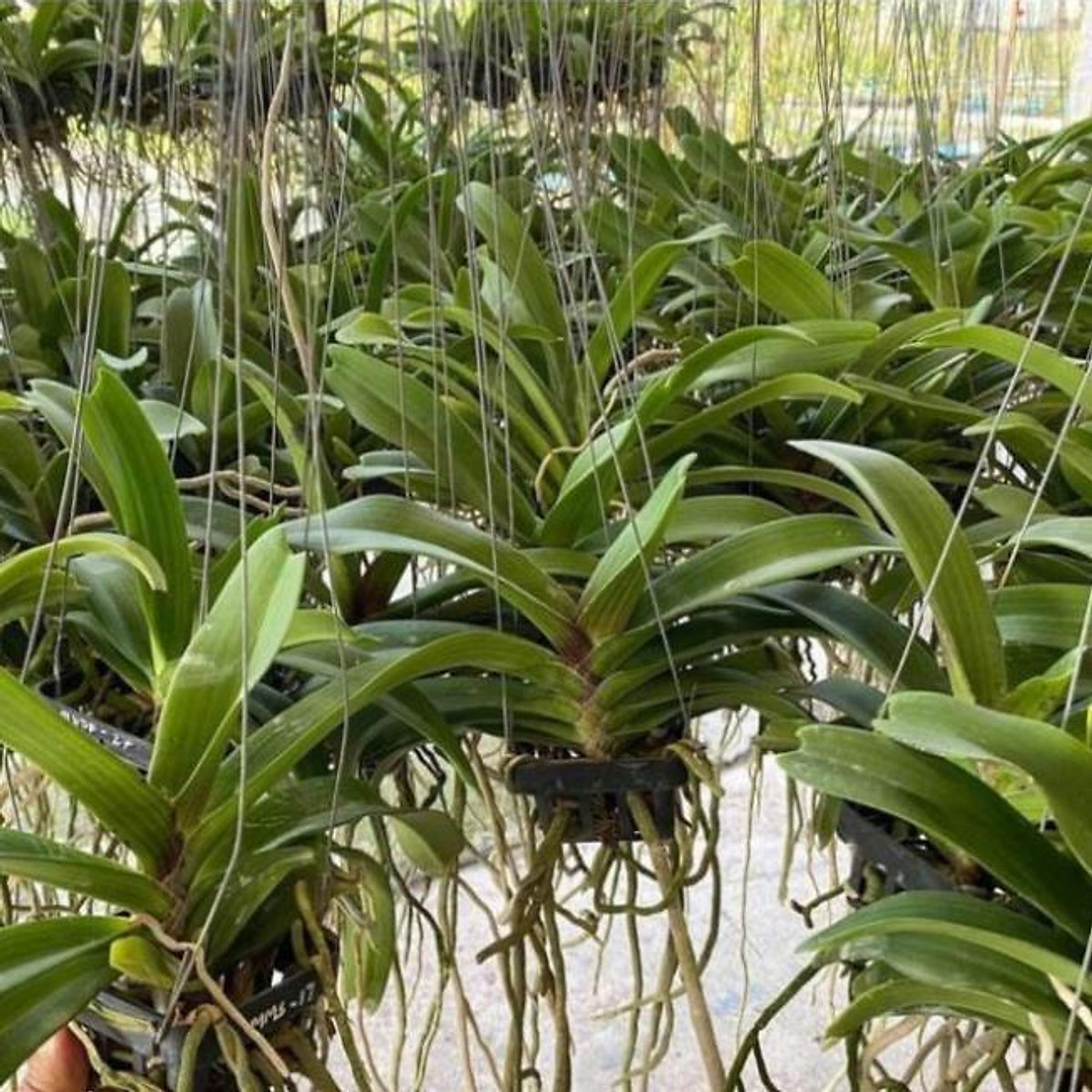 Hoa Lan đai châu thái 5-6 cặp lá , cây cực đẹp