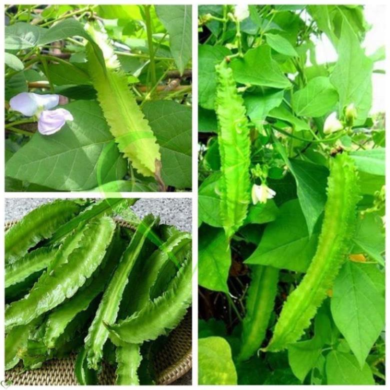 Hạt giống đậu rồng - gói 10 gram