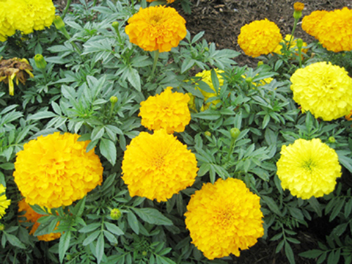 American Marigold Seeds - Pack of 200 Seeds