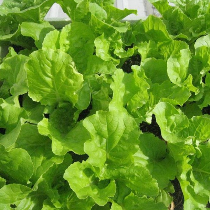 Hạt giống Cải bẹ dún (10g)