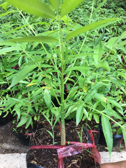 Cây cóc thái giống mau cho trái