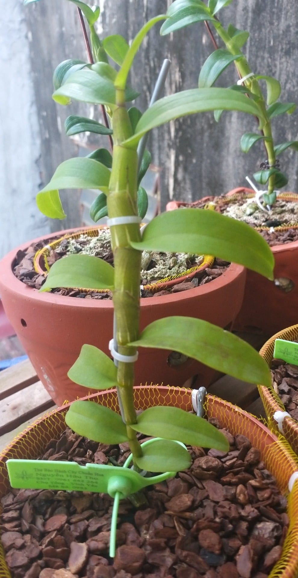 LAN PHI ĐIỆP 5 CÁNH TRẮNG ÁM MẮT TRÂU LƯNG XANH PHÚ THỌ