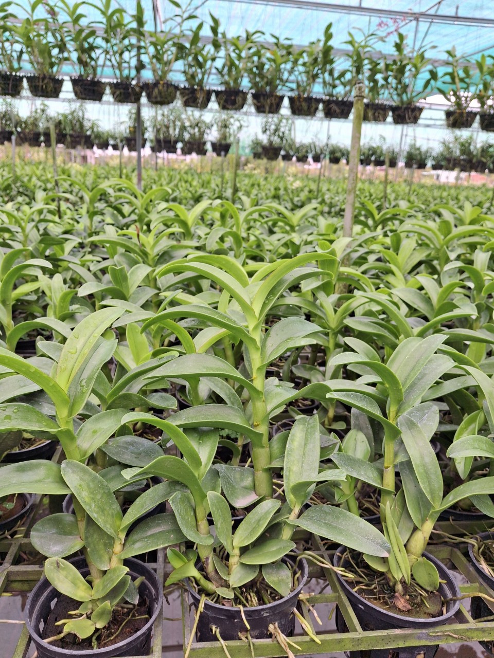 HOA LAN DENRO NẮNG BƯỚM ĐỎ
