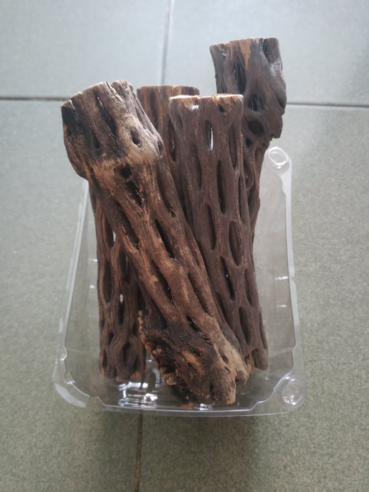 Lũa cholla (lũa xương rồng) trang trí hồ tép