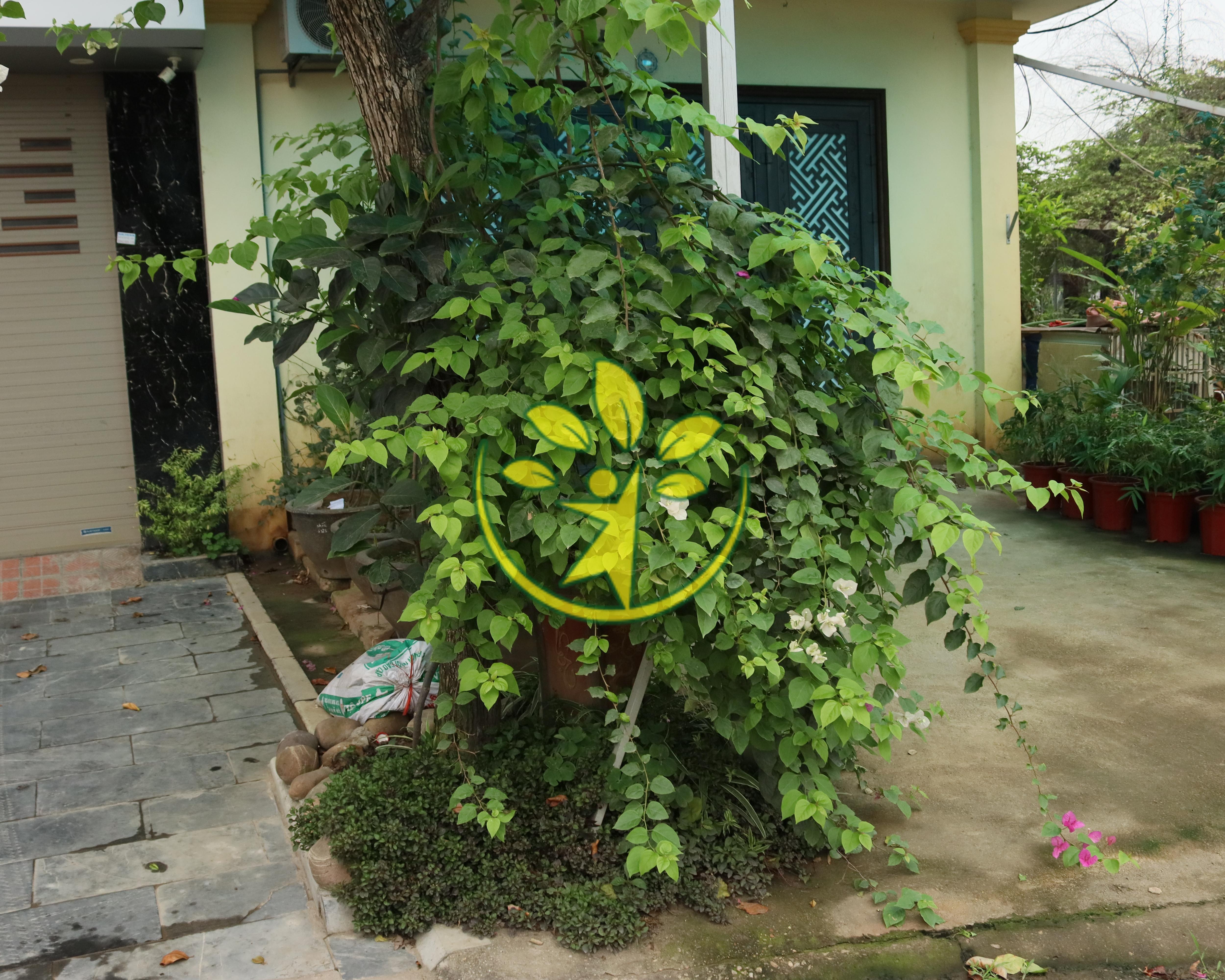 Chậu cây hoa giấy cao 70 - 80 cm chuẩn hàng