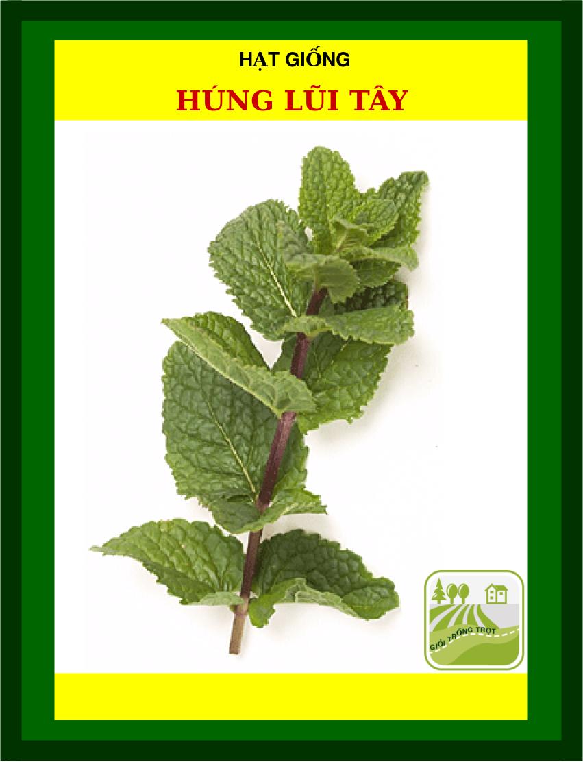 Hạt Giống Rau Húng Lũi Tây - 3090 Hạt