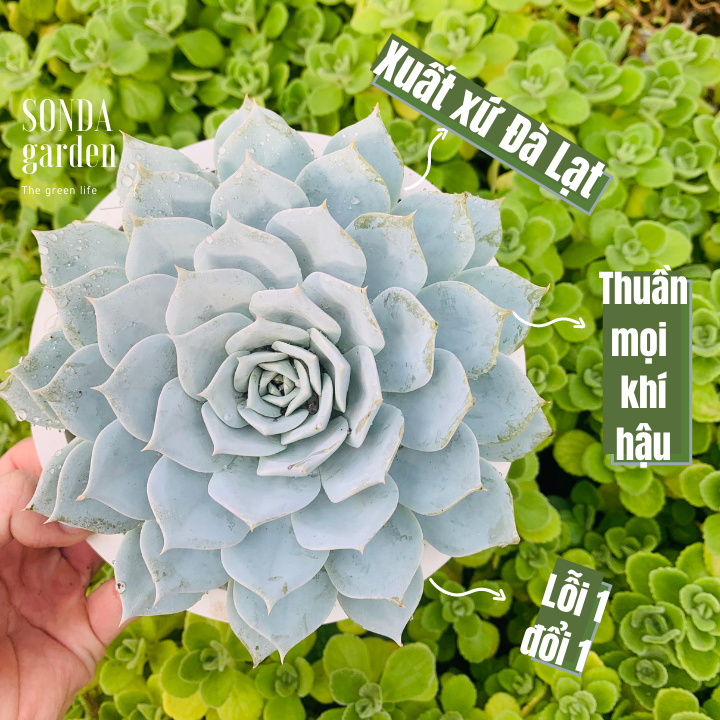 Sen đá ngọc trinh size đại siêu khỏe đẹp lỗi 1 đổi 1