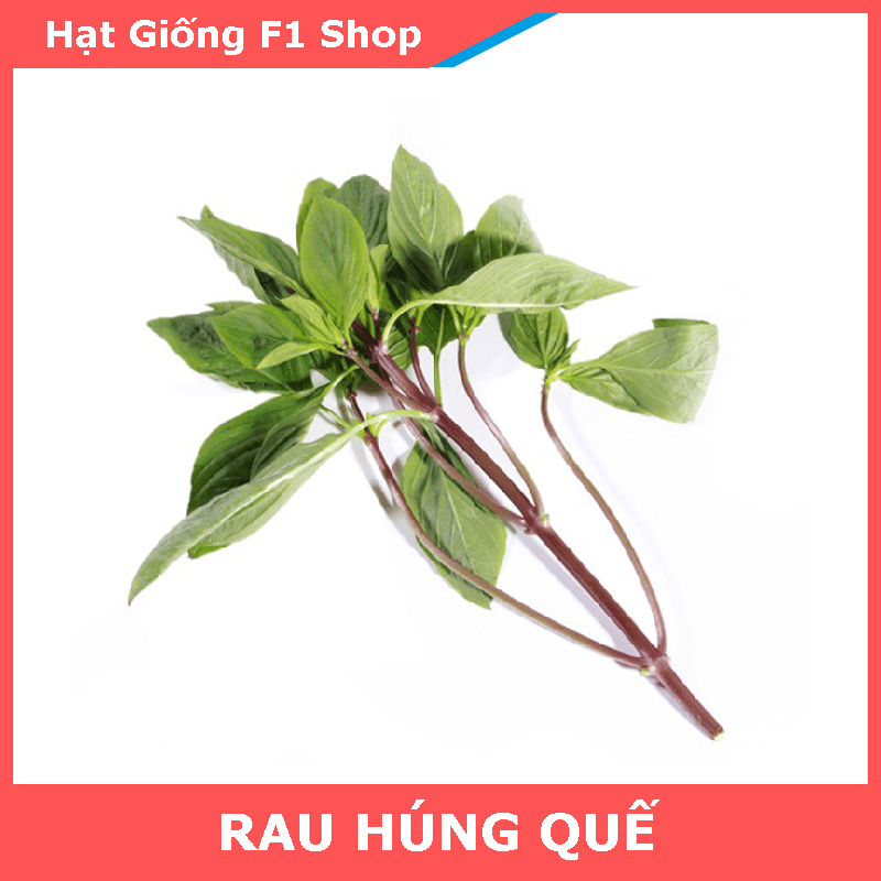 Hạt Giống Rau Húng Quế
